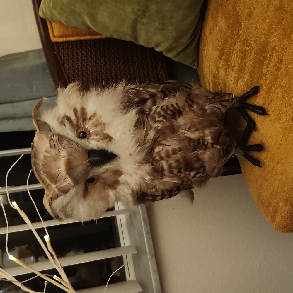 Owl